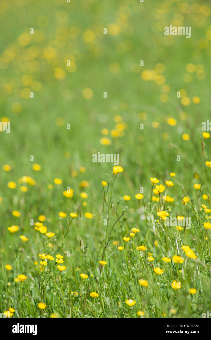 Buttercups growing in field Stock Photo Alamy