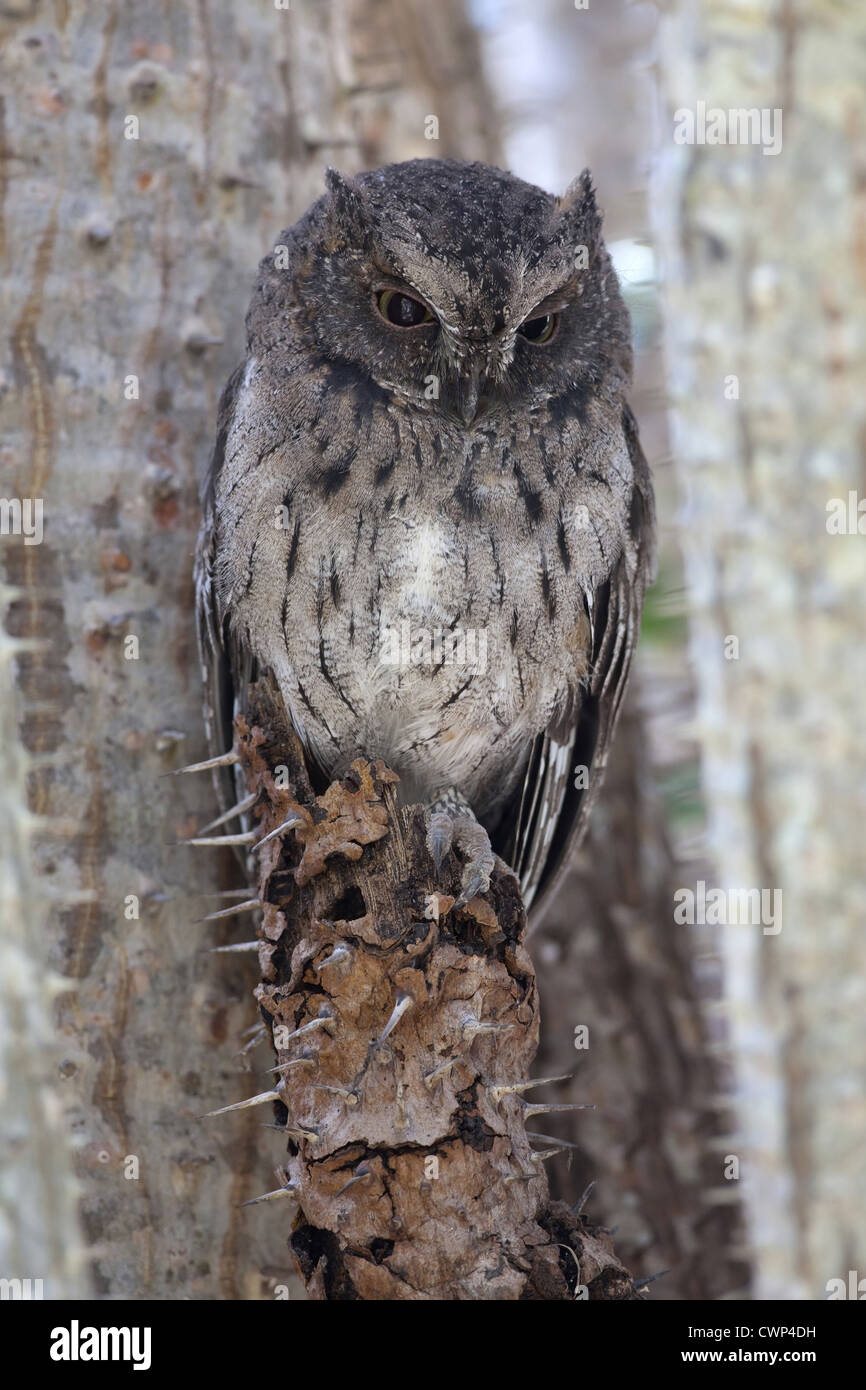 Malagasy Scops-owl (Otus rutilus) adult, perched in spiny forest, Berenty Reserve, Madagascar Stock Photo