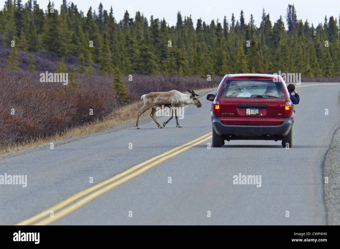 Caribou (Rangifer tarandus) adult male, crossing road with car, Denali N.P., Alaska, U.S.A., may Stock Photo