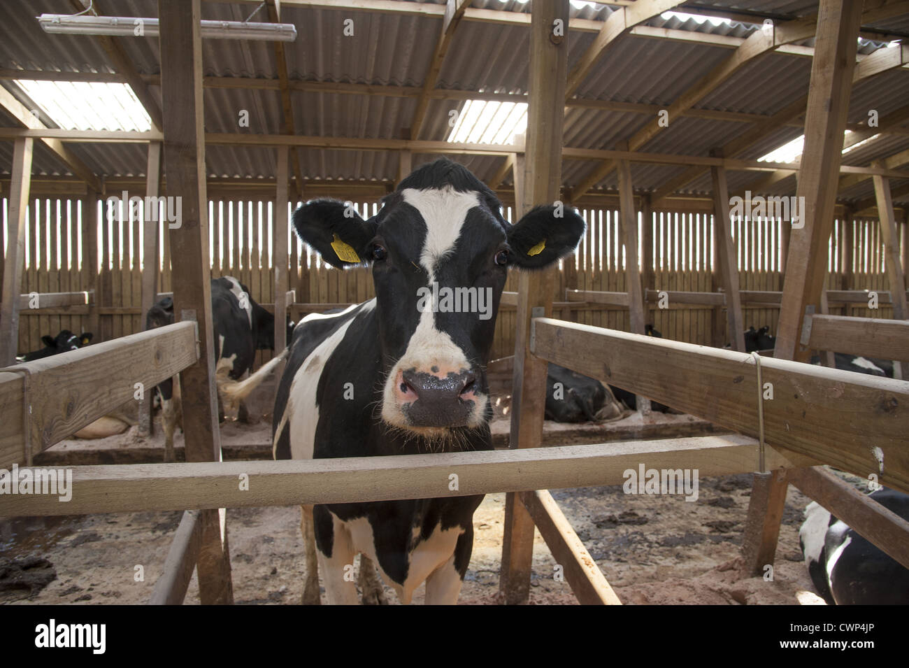 Domestic Cattle, Holstein cows, dairy herd in wooden cubicle house