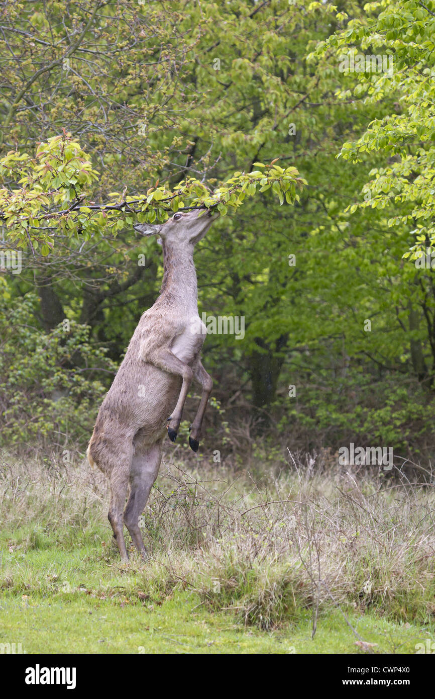 Red Deer (Cervus elaphus) hind, standing on back legs to browse on tree leaves, Minsmere RSPB Reserve, Suffolk, England, may Stock Photo