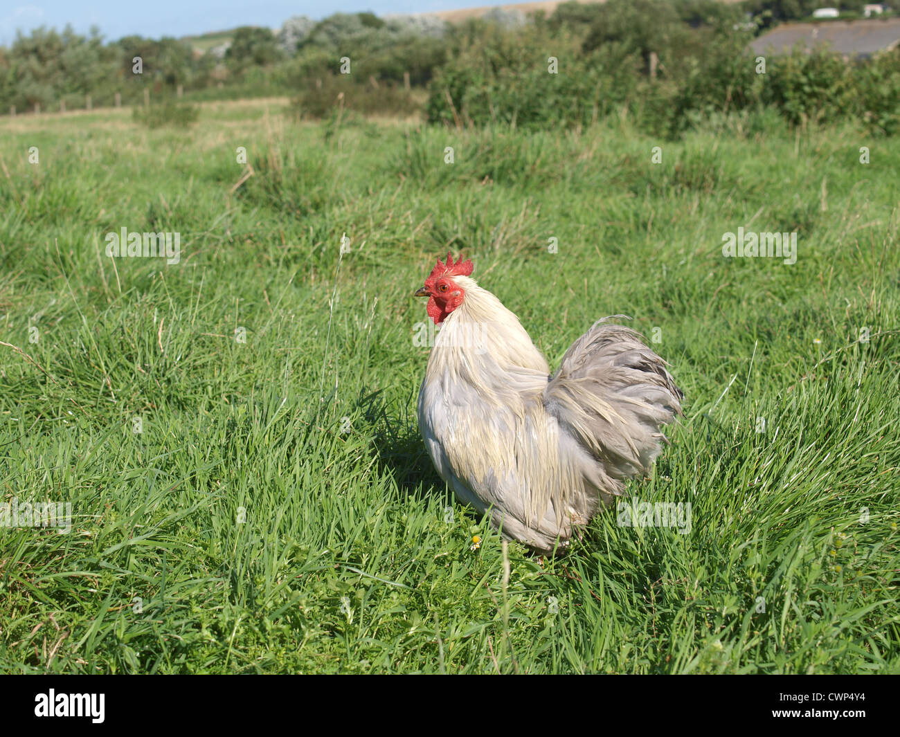 Bantam cockerel in field. UK Stock Photo