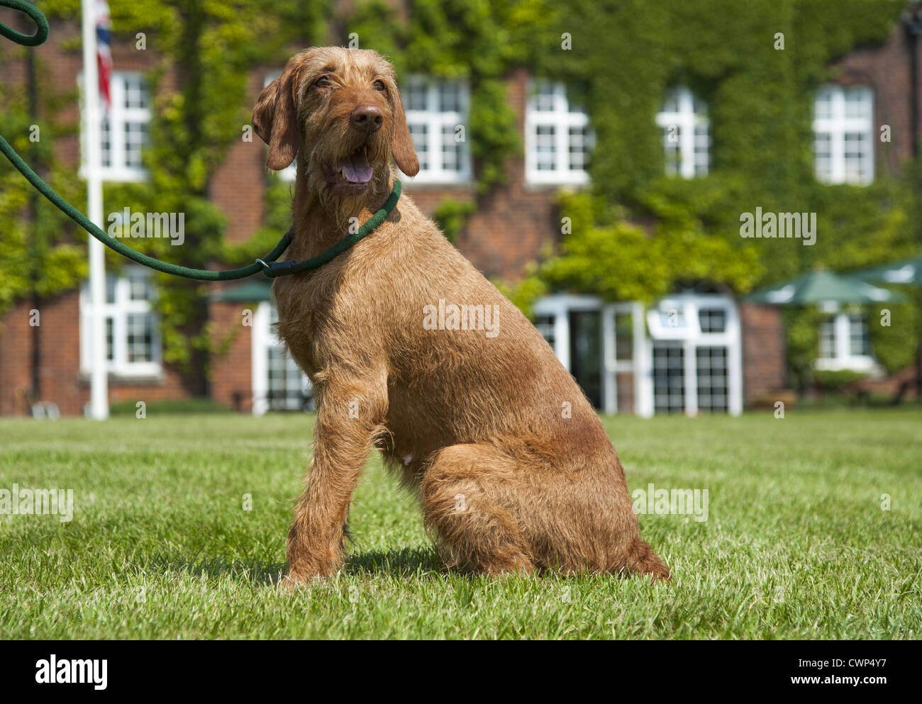 Hungarian Vizsla Wire Haired Stock Photos Hungarian Vizsla Wire