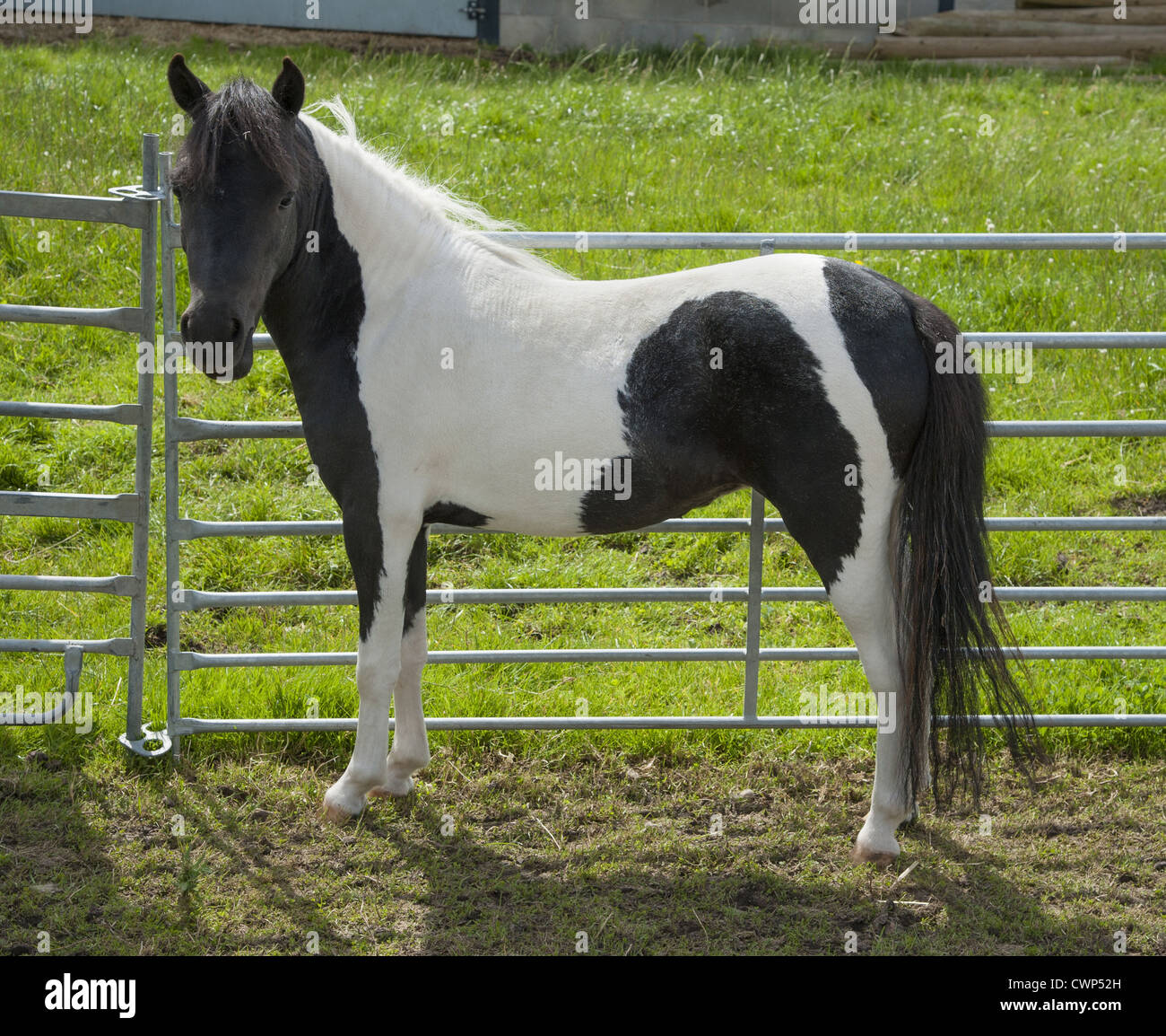 Horse, American Miniature Horse, mare, standing beside fence, Cheshire, England, july Stock Photo