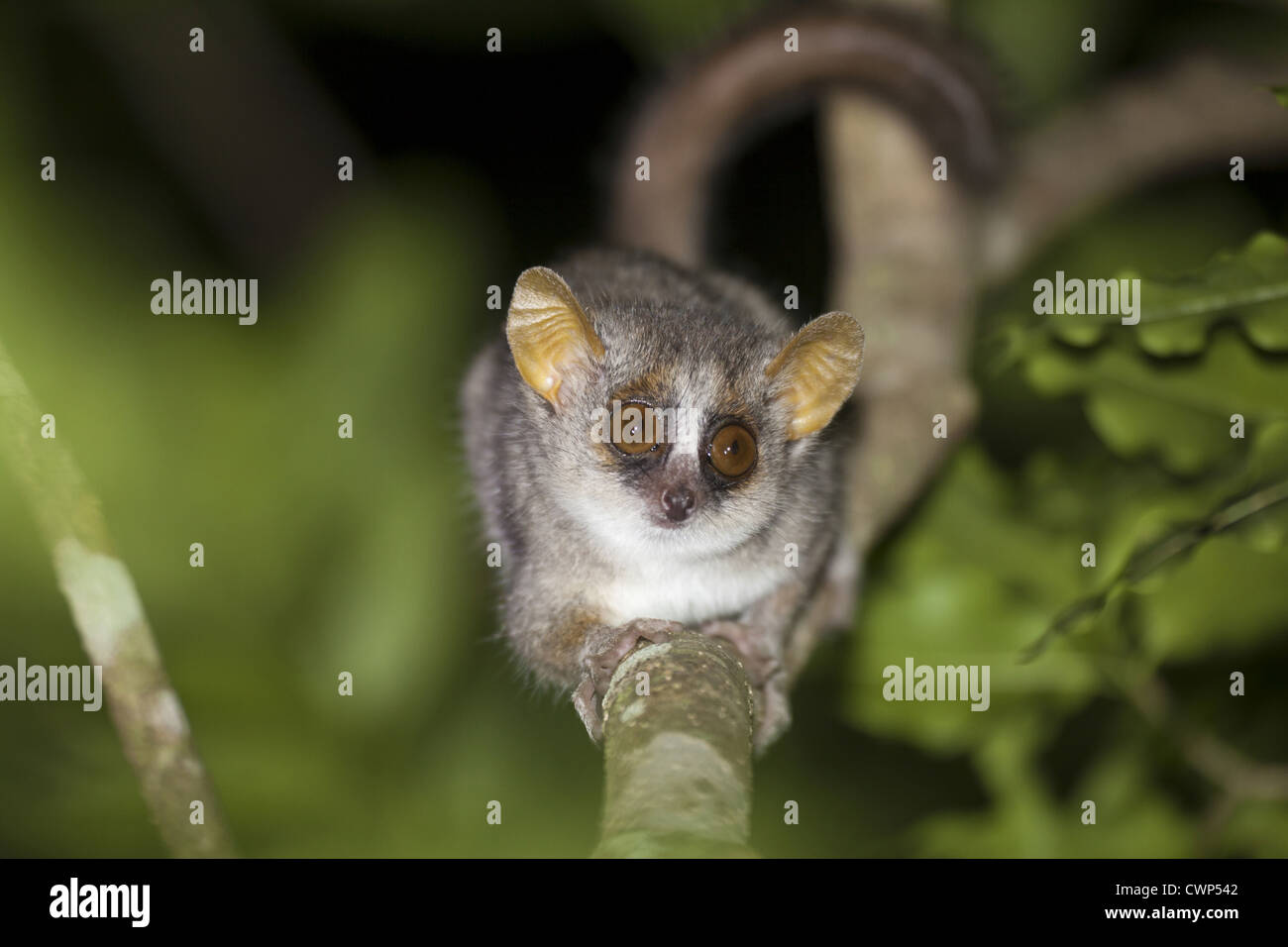 Grey Mouse Lemur (Microcebus murinus) adult, climbing on branch at