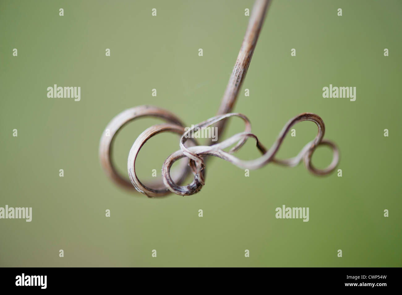 Curled vine tendril Stock Photo