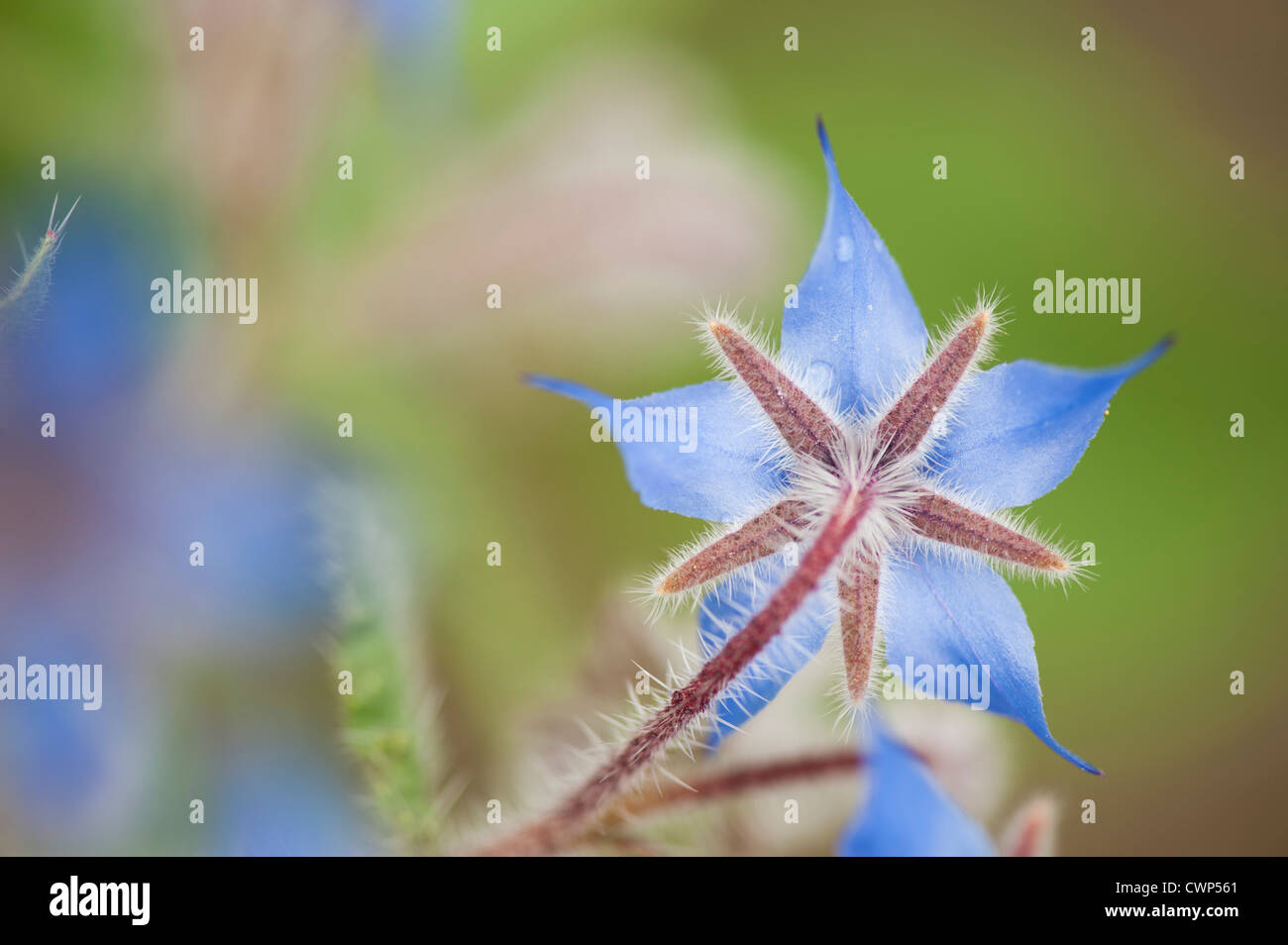 Borage flower Stock Photo