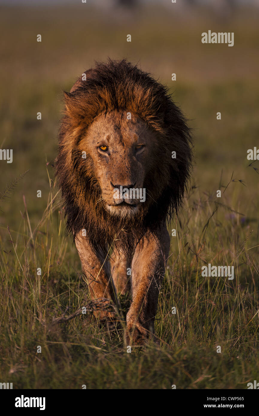 Male lion on plains of masai mara hi-res stock photography and images ...