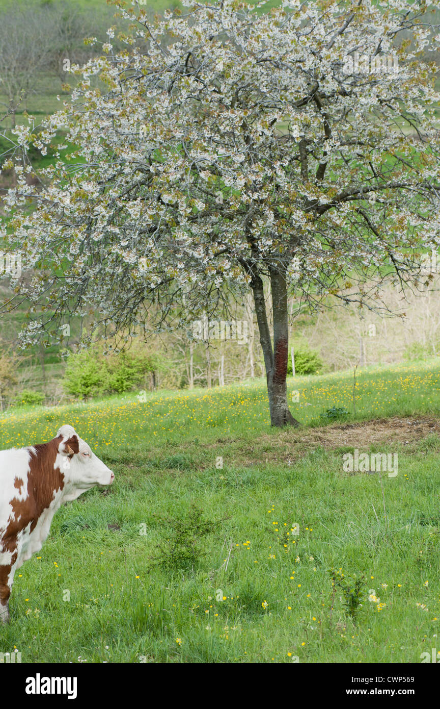 Cow in pasture Stock Photo - Alamy