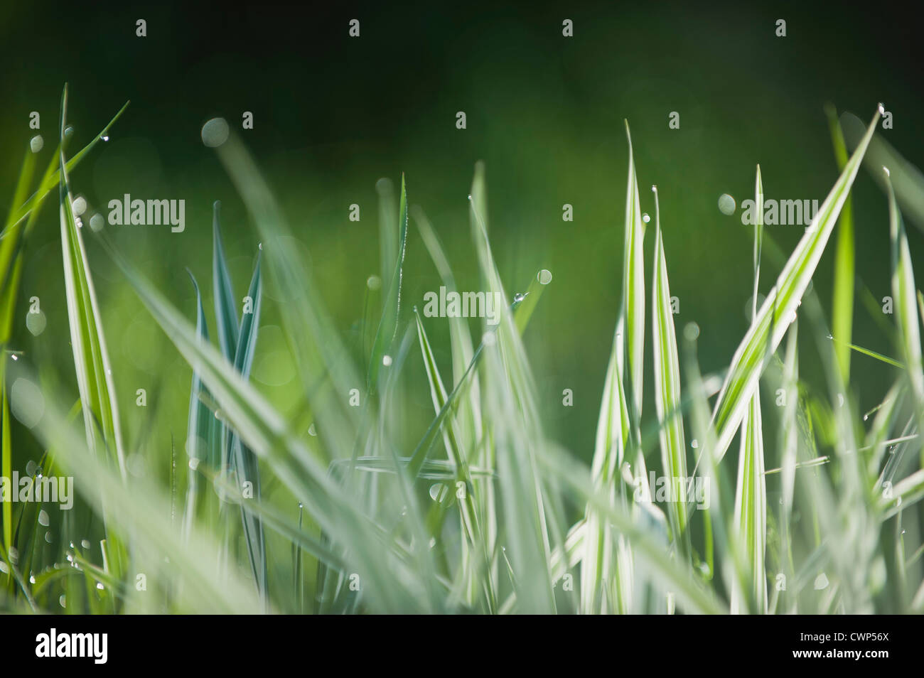 Wet grass hi-res stock photography and images - Alamy