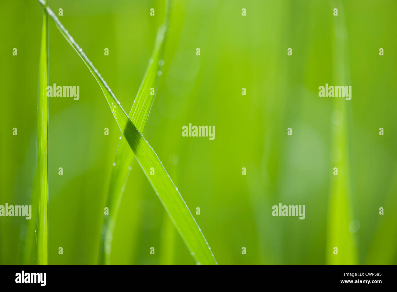 Blades of grass, closeup Stock Photo Alamy
