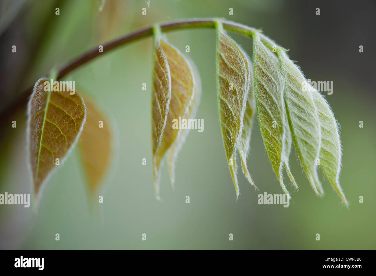Fuzzy leaves on plant Stock Photo Alamy