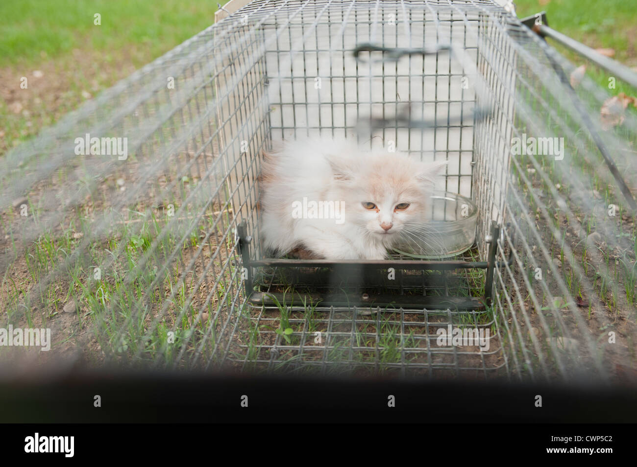 Kitten in cage outdoors Stock Photo Alamy