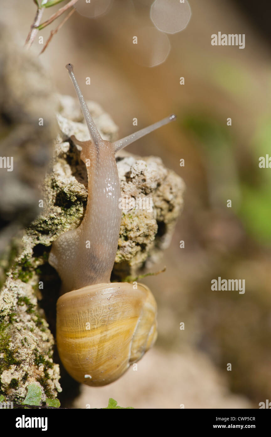 Snail crawling on rock Stock Photo