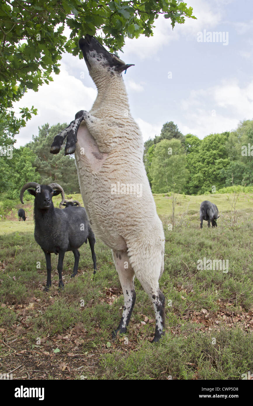 Domestic Sheep, Hebridean, adult, feeding, standing on back legs to reach oak leaves in heathland, used for conservation Stock Photo