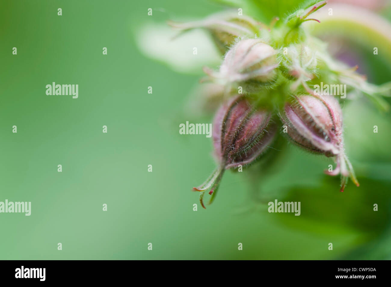 Flower buds, closeup Stock Photo Alamy