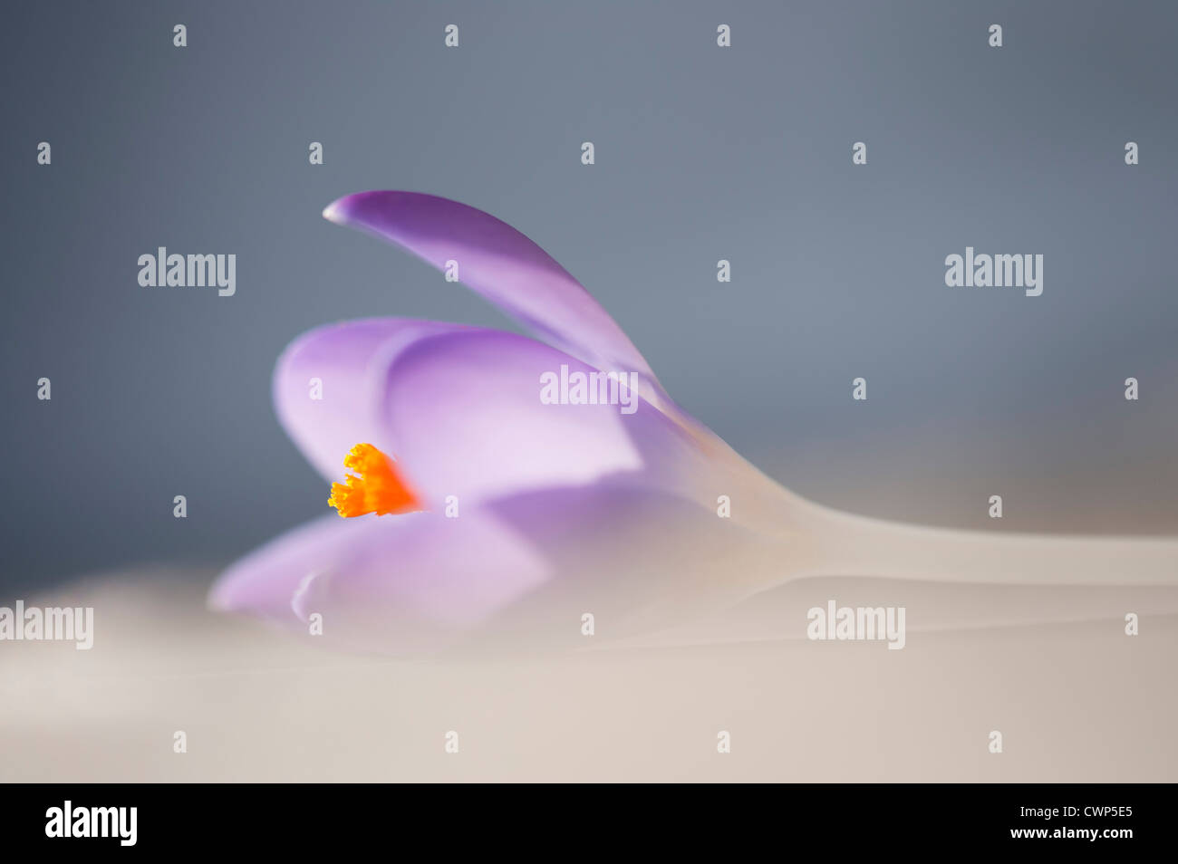 Still life with purple crocuses hi-res stock photography and images - Alamy