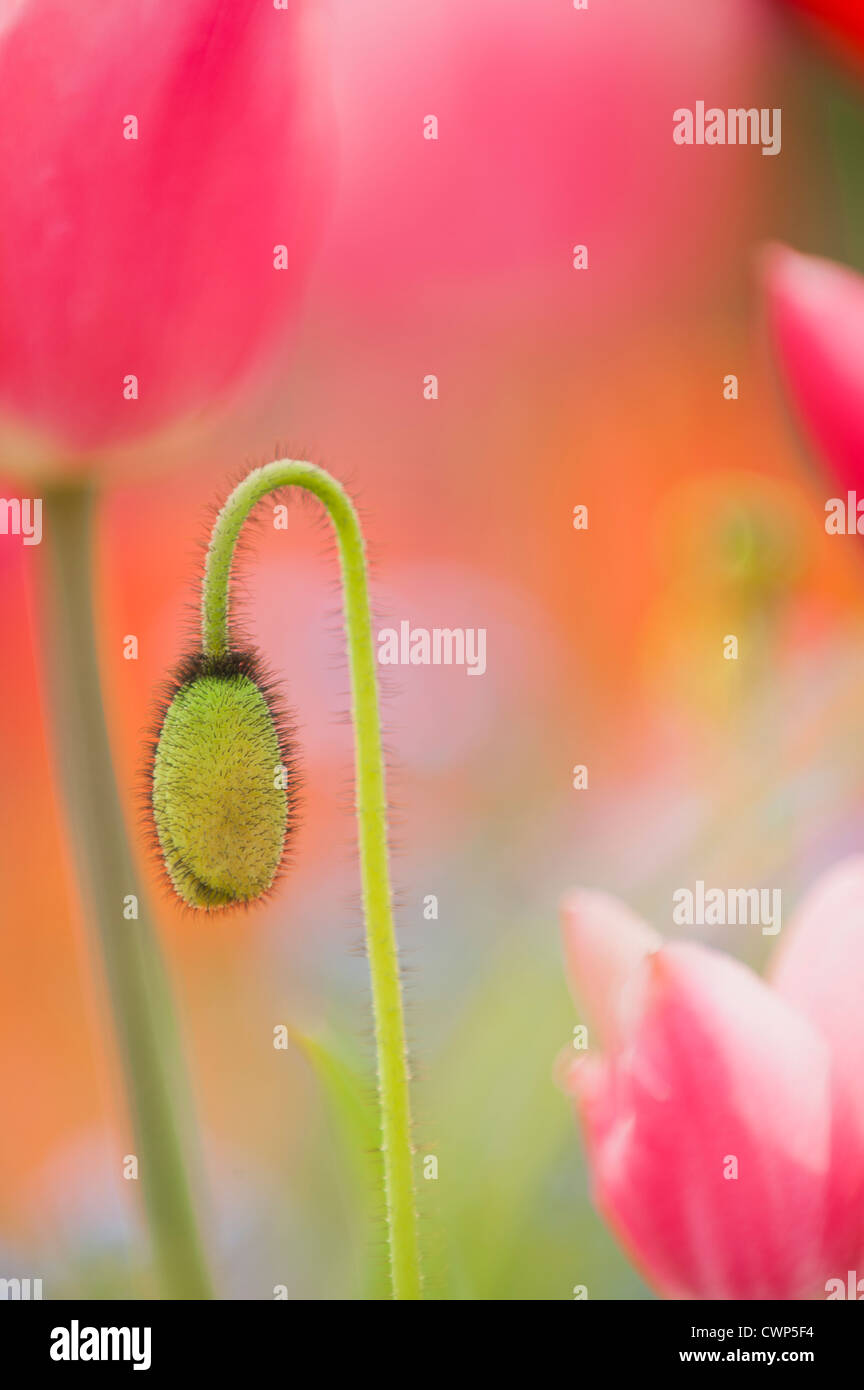 Poppy flower bud Stock Photo Alamy