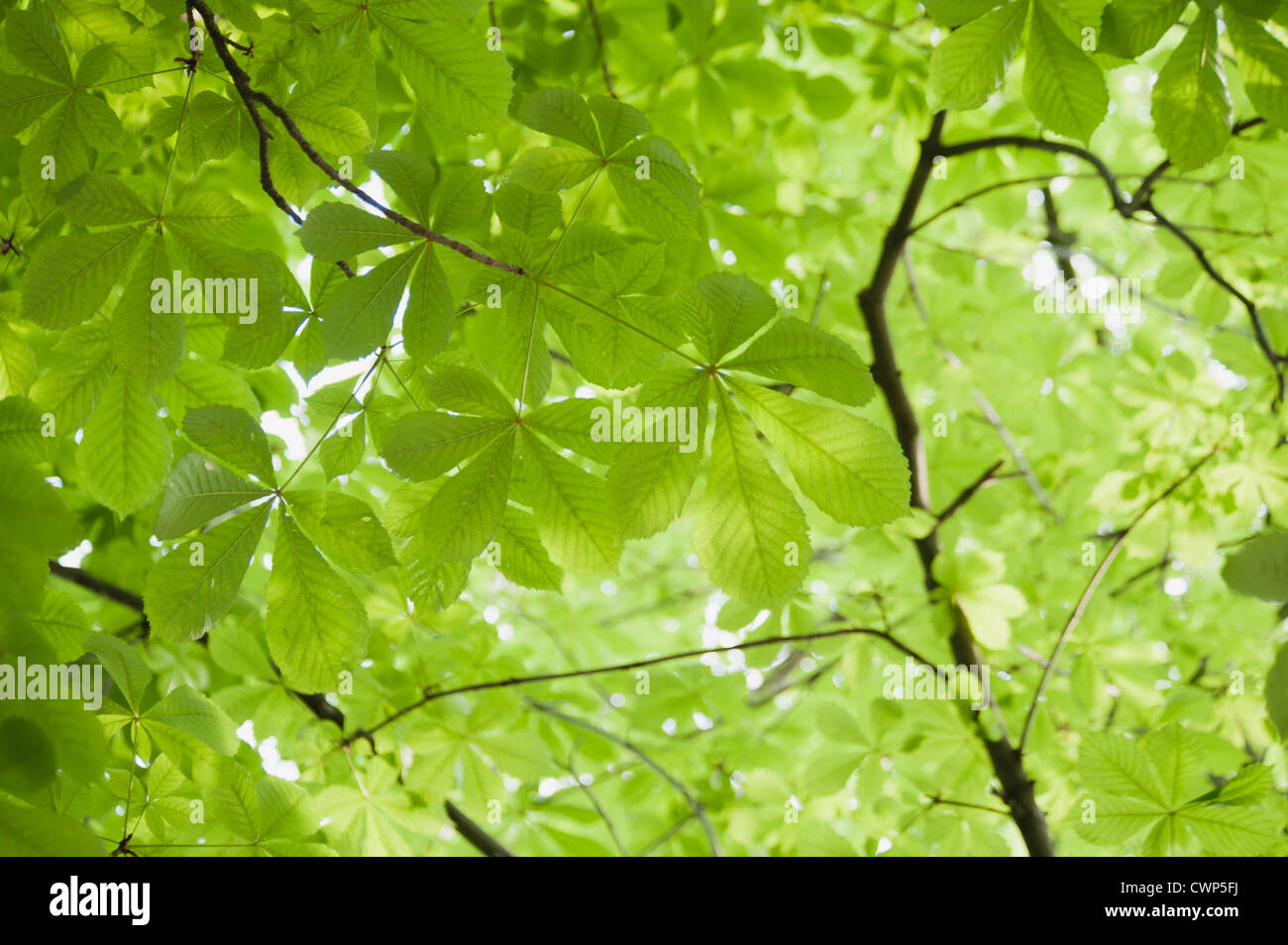 Chestnut tree foliage, full frame Stock Photo