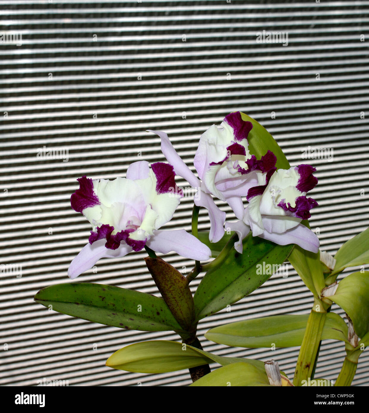 LAELIOCATTLEYA HAWAIIAN FANTASY DORA ORCHID. Stock Photo