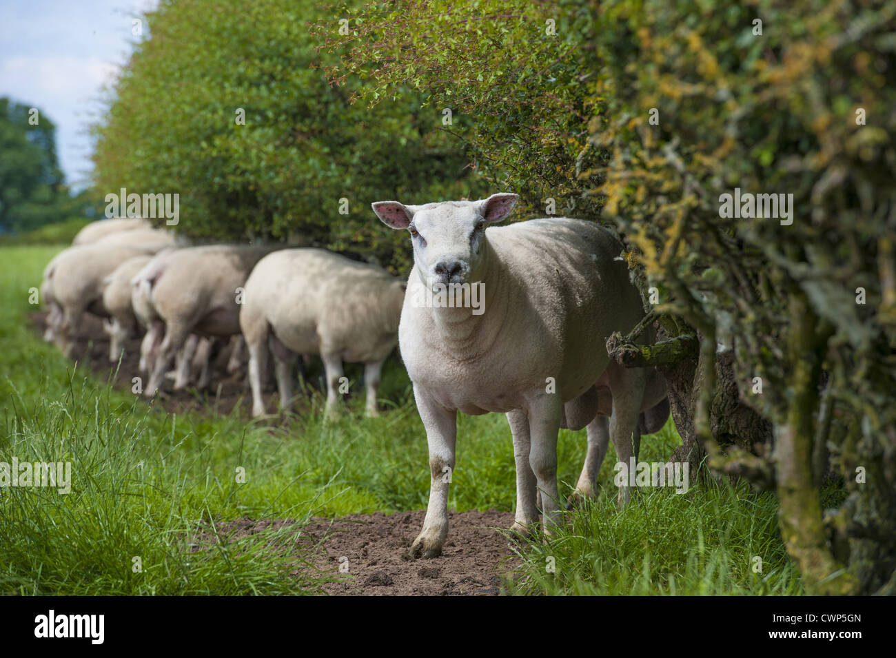 Domestic Sheep, Beltex rams, flock standing against hedgerow, Cheshire, England, july Stock Photo