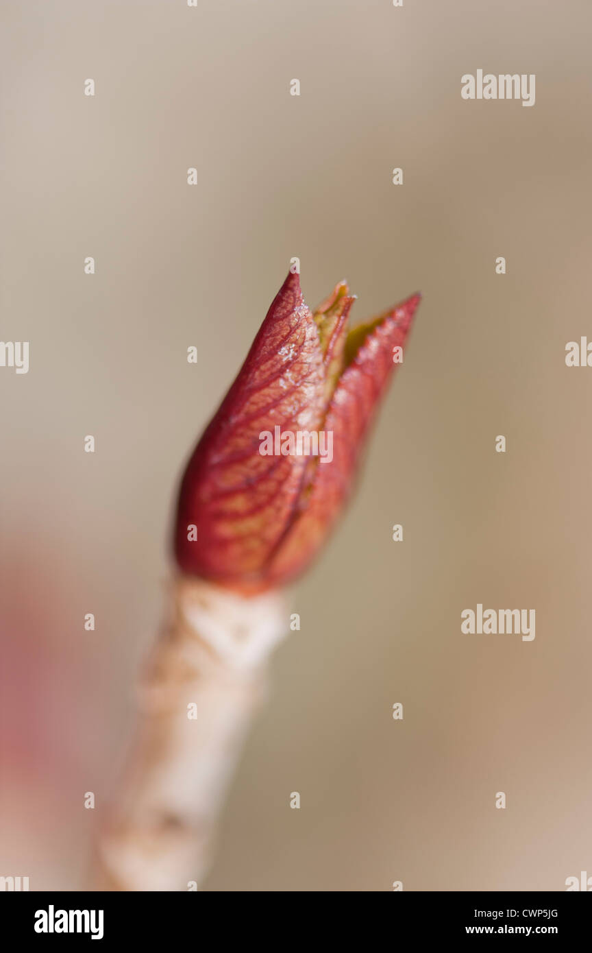 Hydrangea Budding Budding hydrangea hi-res stock photography and images - Alamy