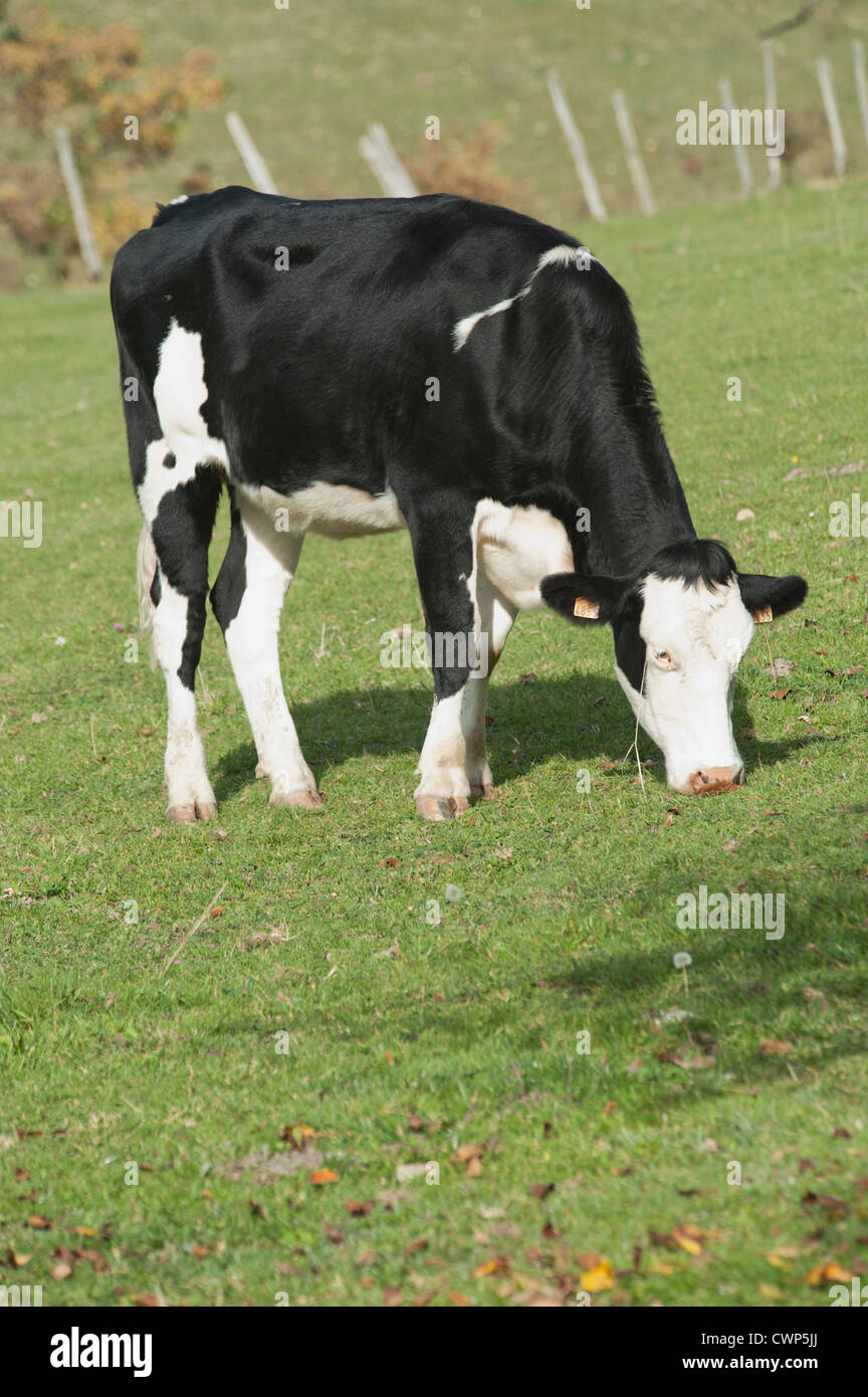 Cow grazing in pasture Stock Photo - Alamy