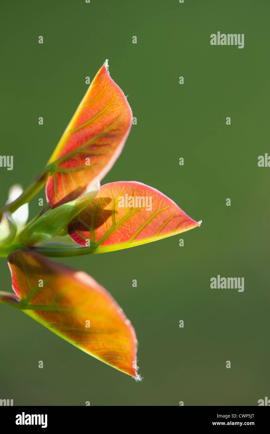 Leaf leaves colorful hi-res stock photography and images - Alamy