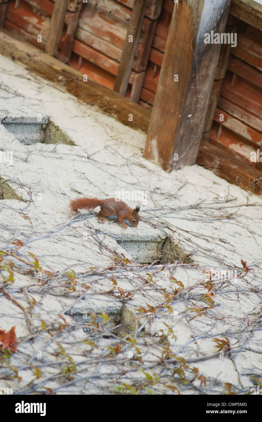 Squirrel climbing up wall of house Stock Photo Alamy