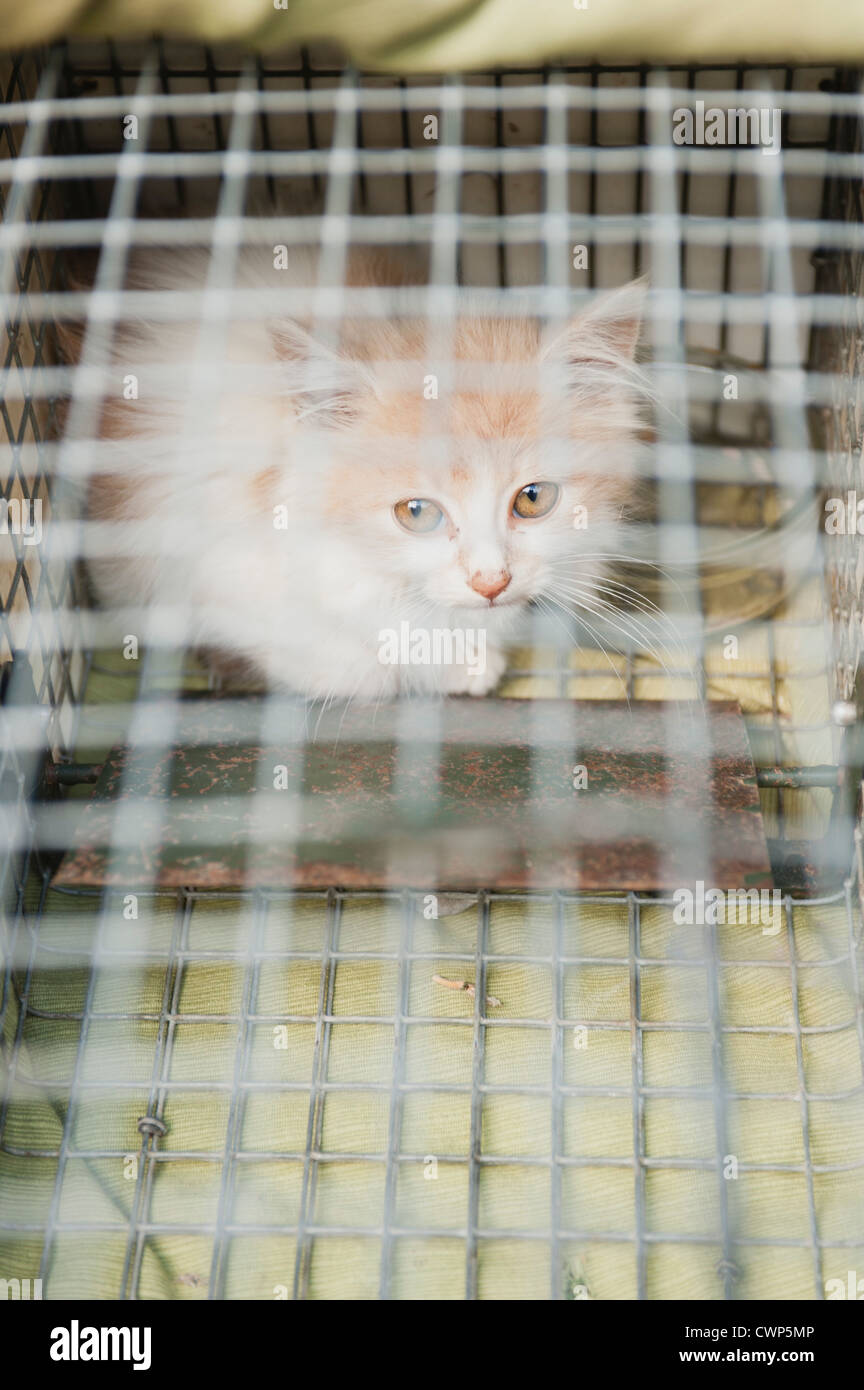 Kitten in cage Stock Photo Alamy