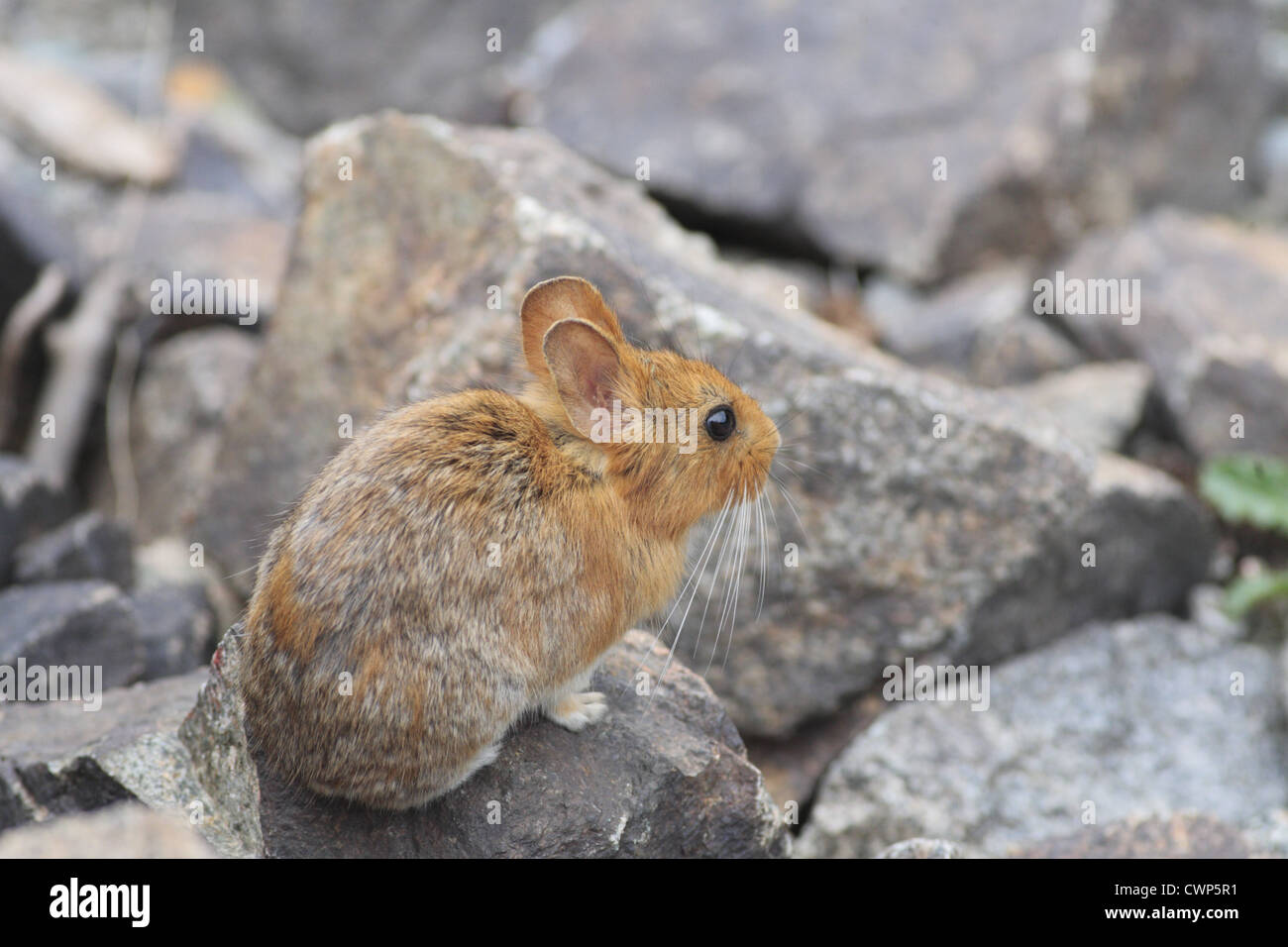 Chinese Red Pika (Ochotona erythrotis) adult, standing on rock, Mengda