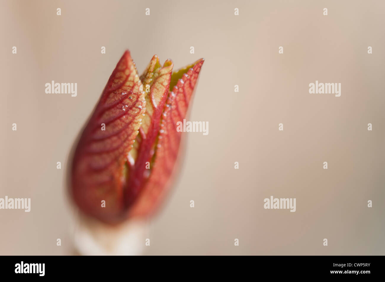 Hydrangea Budding Budding hydrangea hi-res stock photography and images - Alamy