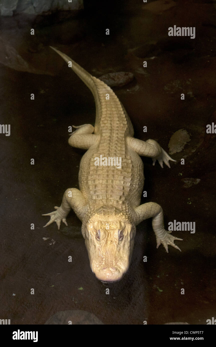 American Alligator (Alligator mississipiensis) albino, adult, resting in shallow water, captive Stock Photo