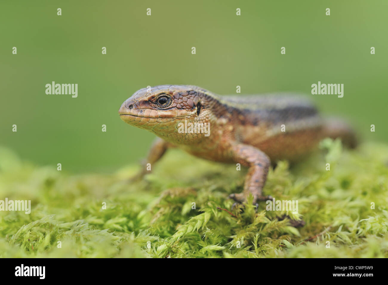 Common Lizard (Zootoca vivipara) adult female, standing on moss in moorland, Abergavenny, Monmouthshire, Wales, march Stock Photo