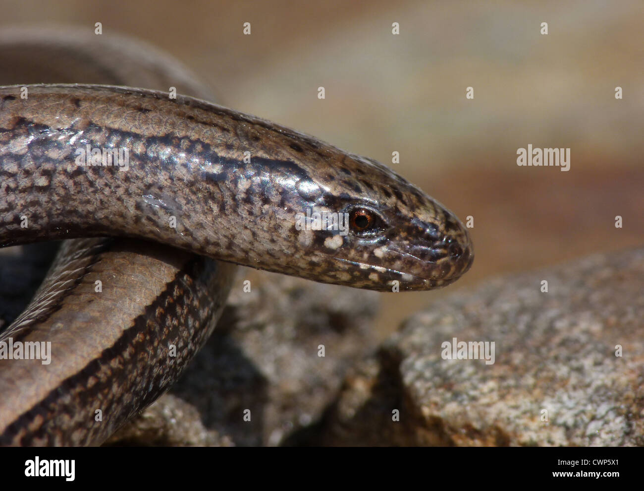 Slowworm (Anguis fragilis) juvenile, closeup of head, post