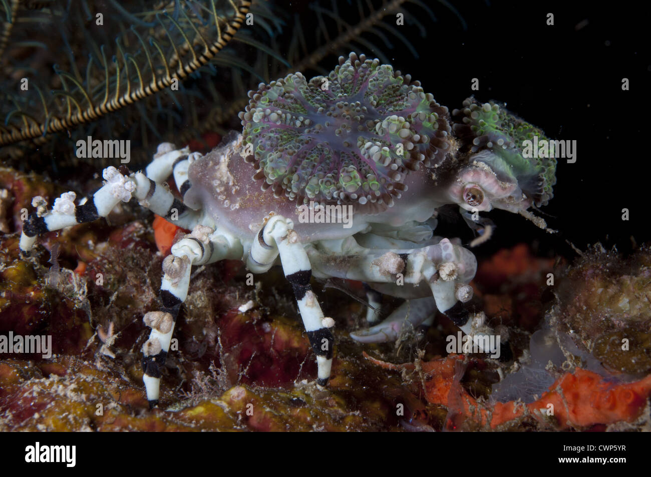 Decorator Crab (Cyclocoeloma tuberculata) adult, with corals on shell, Farondi Island, Raja Ampat Islands (Four Kings), West Stock Photo