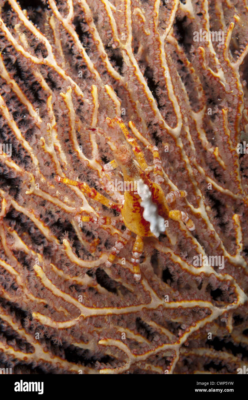 Depressed Spider Crab (Xenocarcinus depressus) adult, on coral fan, Dampier Straits, Raja Ampat Islands (Four Kings), West Stock Photo