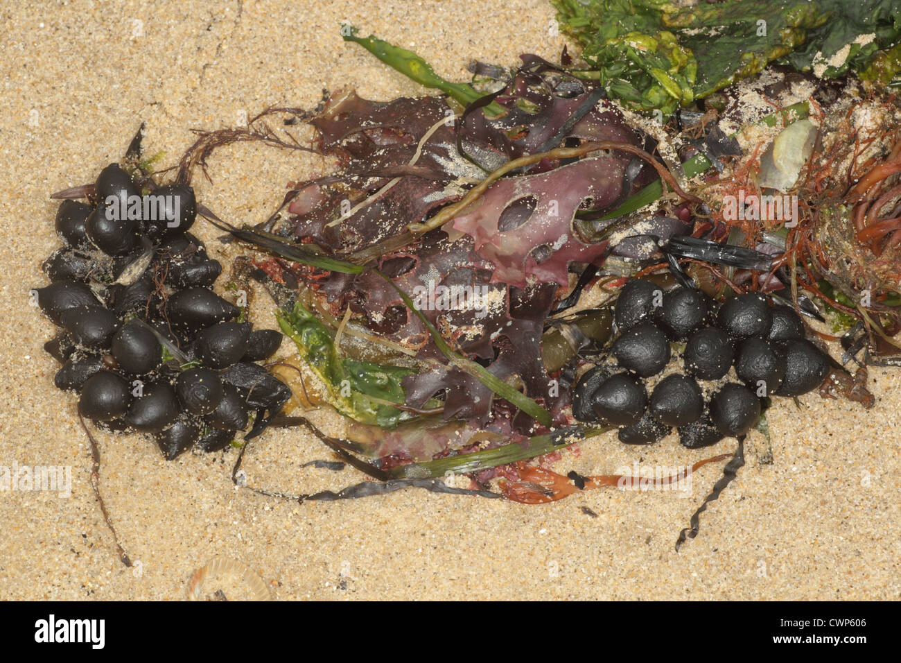 Common Cuttlefish (Sepia officinalis) eggs, 'sea grapes' washed up on