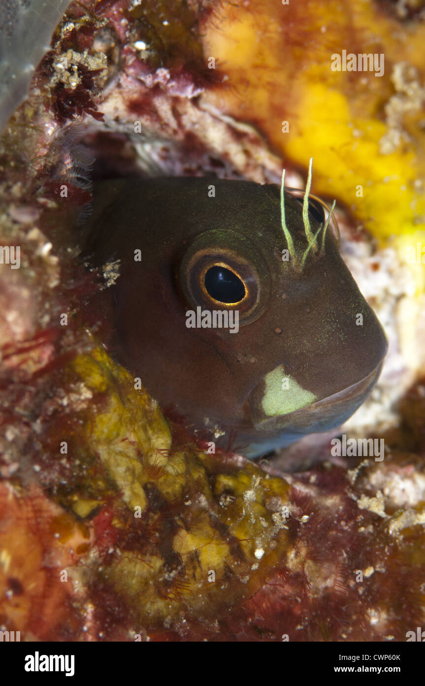 Bicolour Blenny (Ecsenius bicolor) brown colour variation, adult, sheltering in coral hole, Boo Island, Raja Ampat Islands Stock Photo