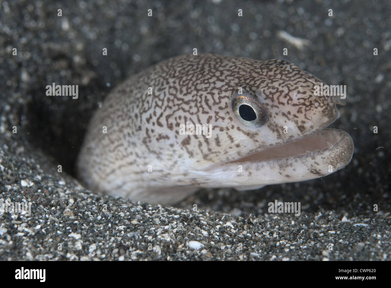 Reticulated Moray Eel (Gymnothorax richardsonii) adult, close-up of head, emerging from hole, Batanta Island, Raja Ampat Stock Photo