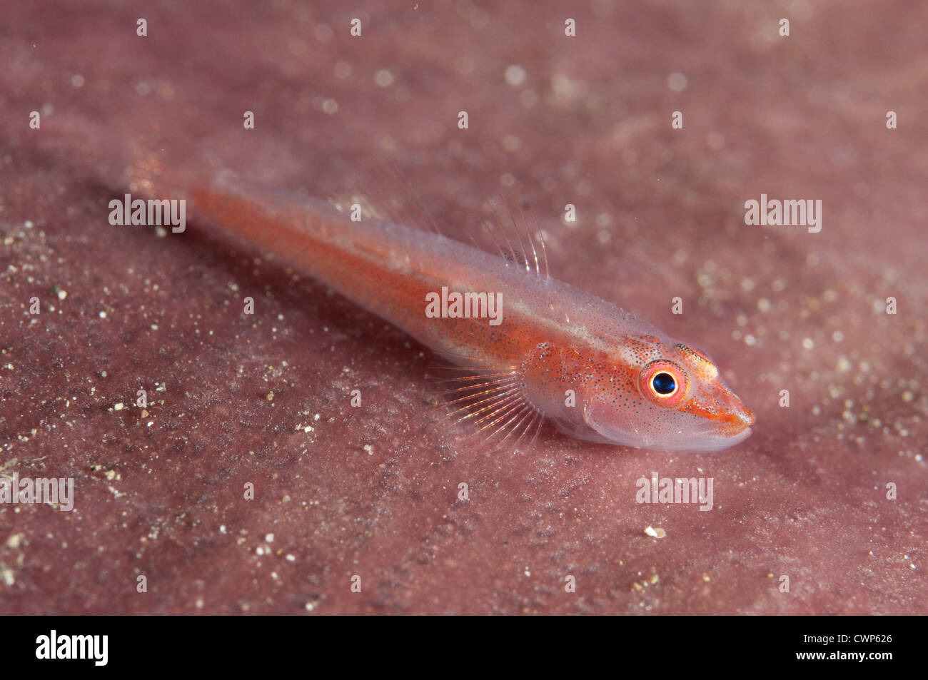 Whipcoral Dwarf Goby (Bryaninops youngei) adult, Batanta Island, Raja Ampat Islands (Four Kings), West Papua, New Guinea, Stock Photo