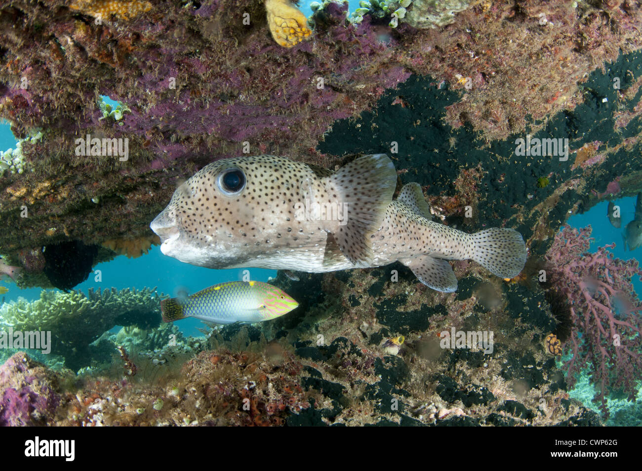 Star Pufferfish (Arothron stellatus) and Checkerboard Wrasse (Halichoeres hortulanus) adults, swimming under table coral ledge, Stock Photo
