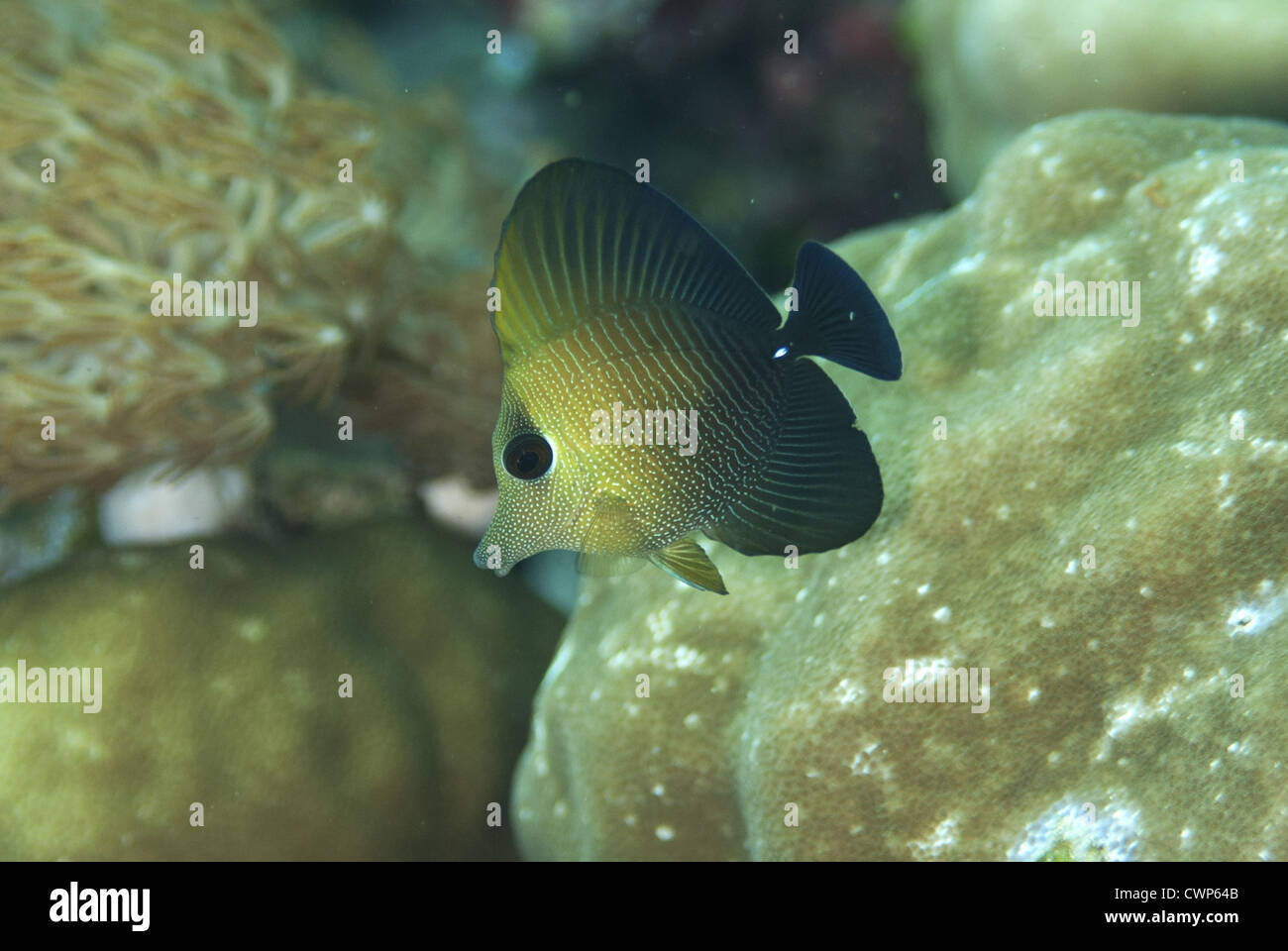 Brushtail Tang (Zebrasoma scopas) juvenile, Fiabacet Island, Raja Ampat Islands (Four Kings), West Papua, New Guinea, Indonesia Stock Photo