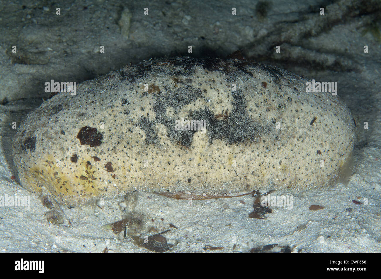 White Teatfish Sea Cucumber (Holothuria fuscogilva) adult, on seabed at night, Waigeo Island, Raja Ampat Islands (Four Kings), Stock Photo