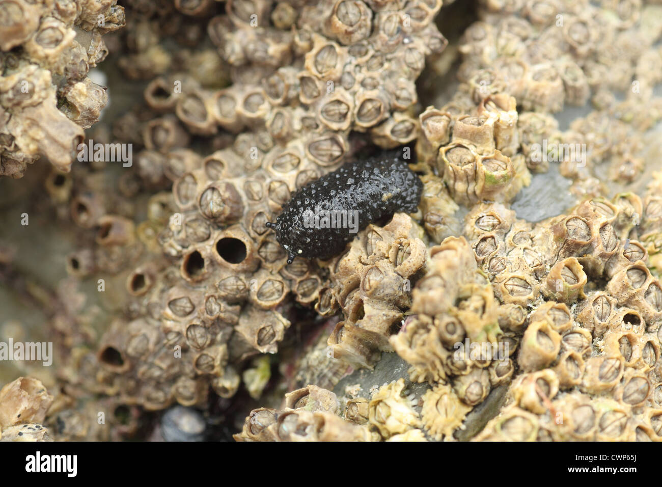 Celtic Seaslug (Onchidella celtica) adult, amongst barnacles on lower shore, Polzeath, Cornwall, England, july Stock Photo