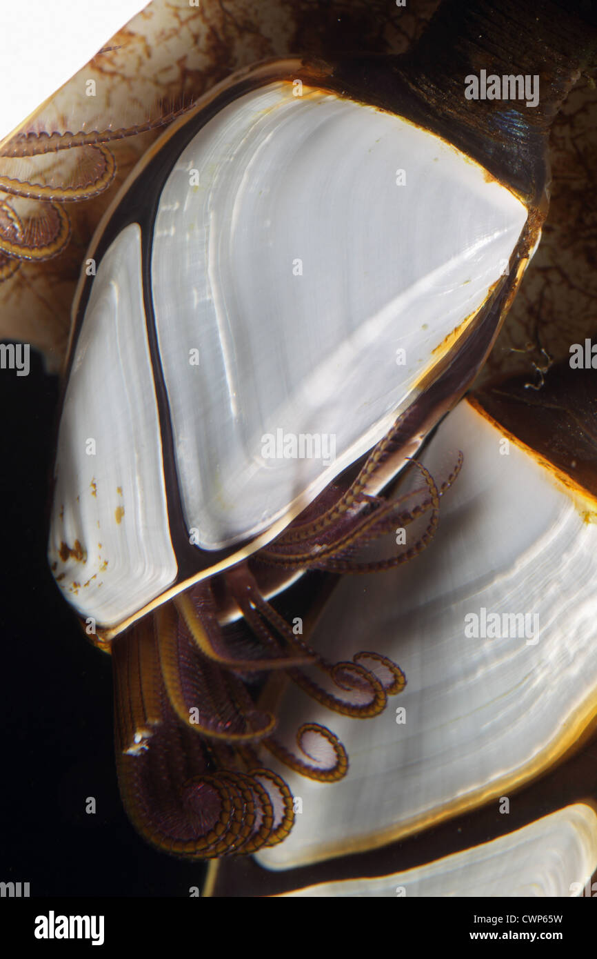 Common Goose Barnacle (Lepas anatifera) adults, with tentacles extended, attached to plastic debris, Dorset, England, july Stock Photo