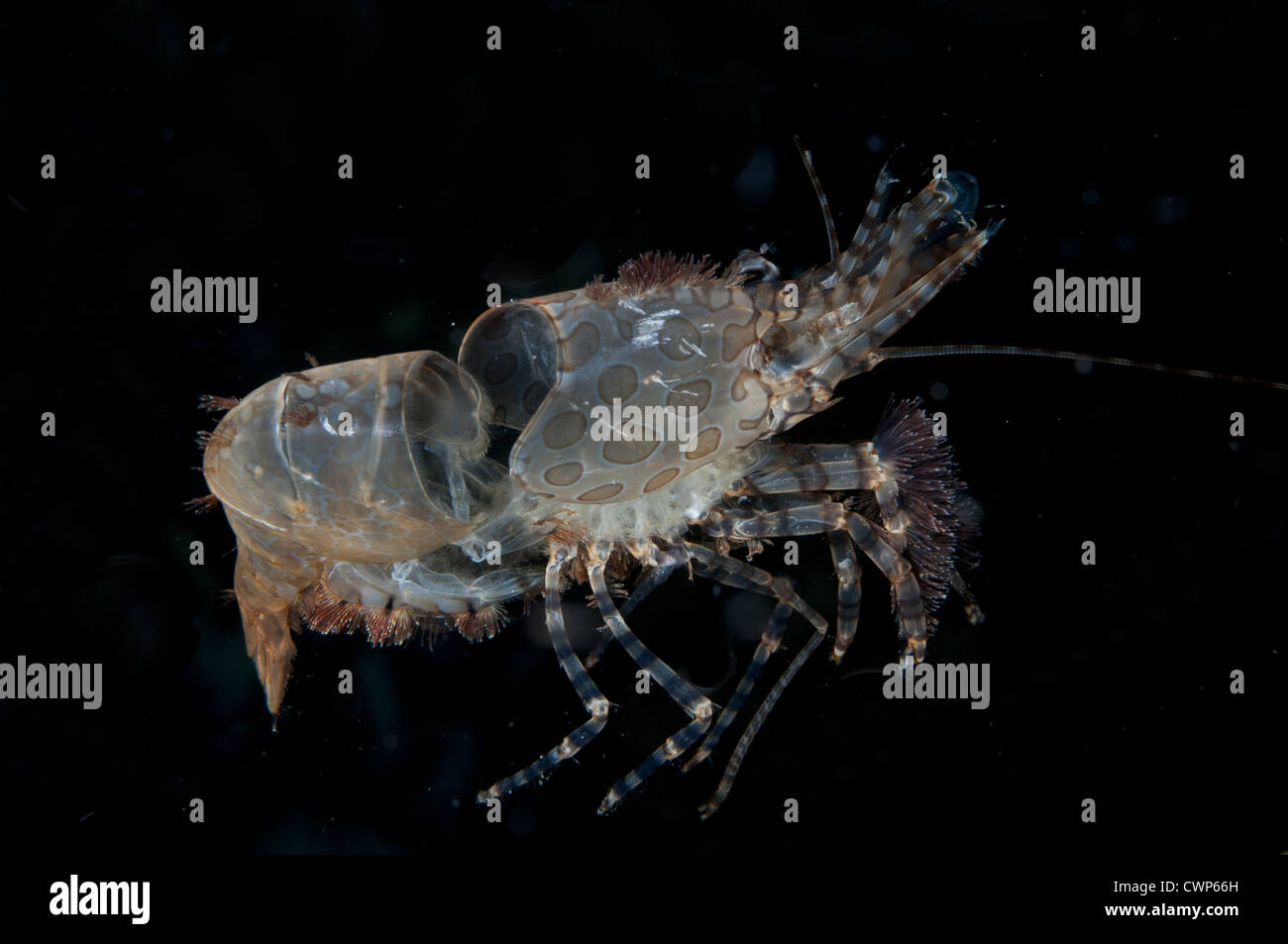 Marbled Shrimp (Saron sp.) discarded carapace after moulting, at night, Fiabacet Island, Raja Ampat Islands (Four Kings), West Stock Photo