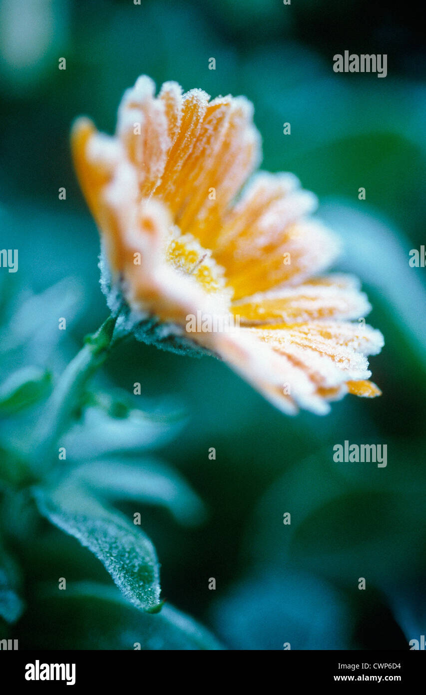 Calendula officinalis, Marigold Stock Photo