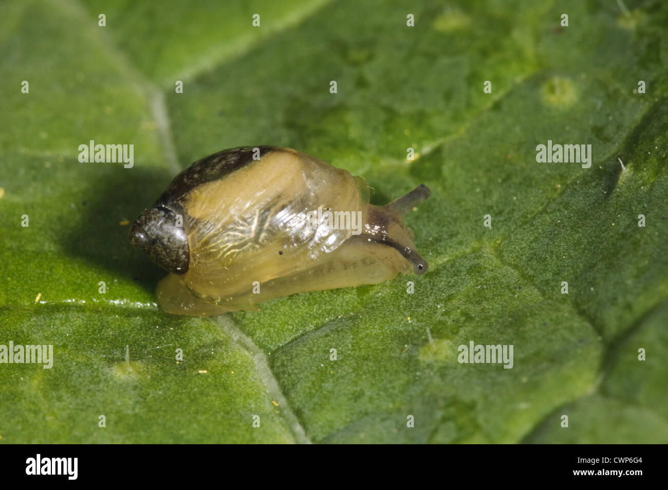 Common Amber Snail (Succinea putris) adult, crawling on leaf, Goring-on-Thames, Oxfordshire, England, may Stock Photo