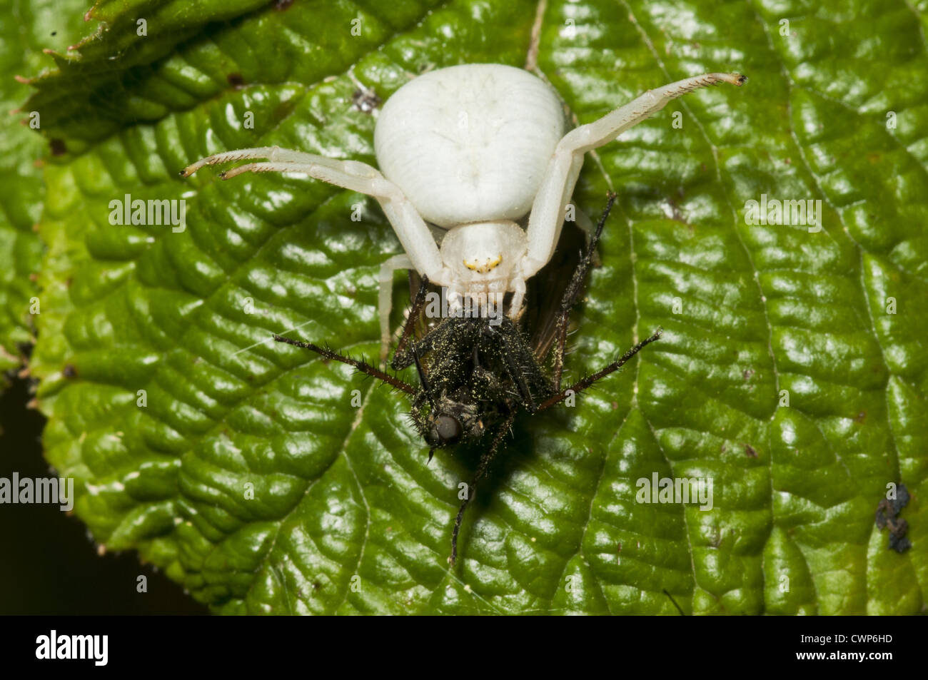 Goldenrod Crab Spider (Misumena vatia) adult, with insect prey, Kent